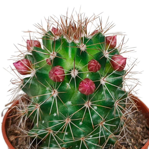 Cactus mix | 5 stuks - zonder pot bloeiend