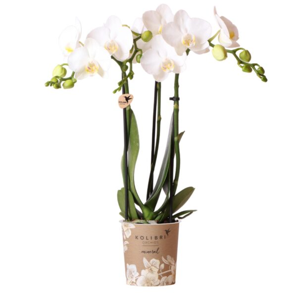 thumbnail_6000-753.jpg Witte Phalaenopsis orchidee - Amabilis
