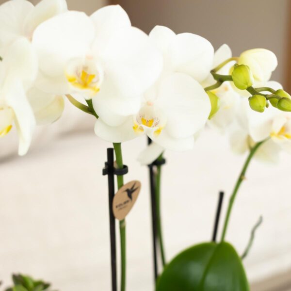 thumbnail_6000-758.jpg Witte Phalaenopsis orchidee - Amabilis