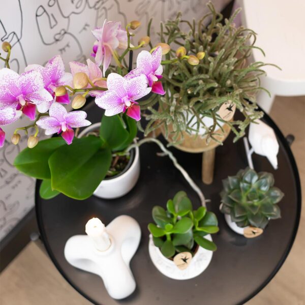 thumbnail_6000-922.jpg Roze Phalaenopsis orchidee - Mineral Rotterdam