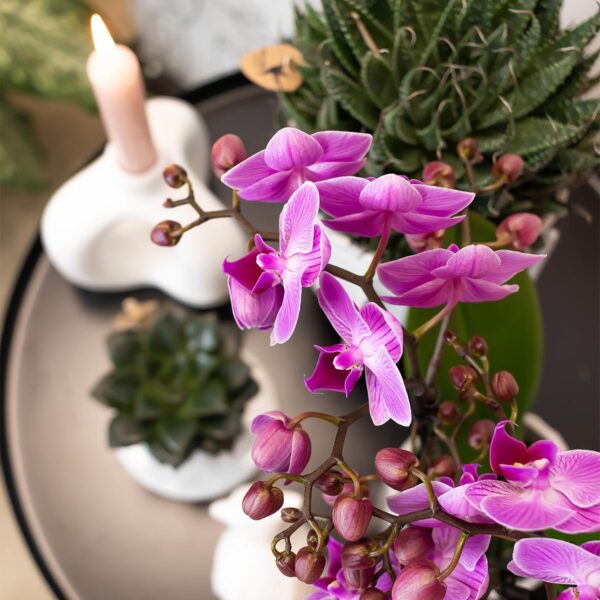thumbnail_6000-927.jpg Paars roze Phalaenopsis orchidee - Mineral Vienna