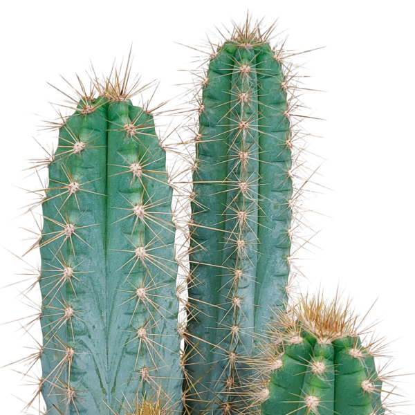 thumbnail_6000-98.png Pilosocereus azureus