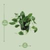 Scindapsus (Epipremnum) Pictus Argyraeus