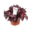 Begonia Beleaf Inca Night