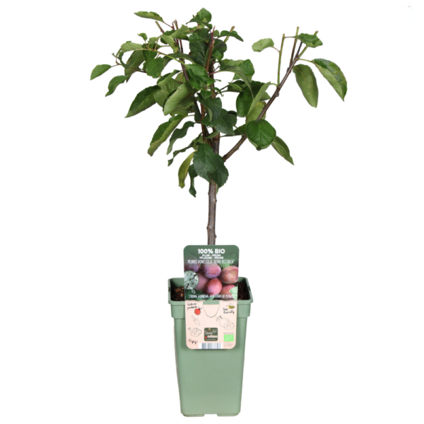 Prunus Domestica Reine Victoria