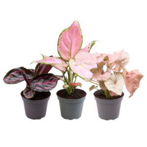 thumbnail_6000-1029.png Pink is the new green | 3 stuks