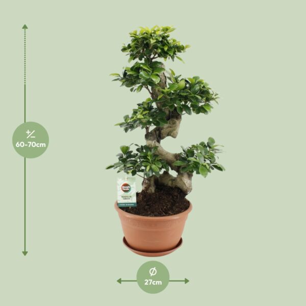 thumbnail_6000-1037.jpg Ficus microcarpa Ginseng