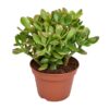 Crassula Ovata Minor