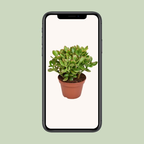 thumbnail_6000-1072.jpg Crassula Ovata Minor