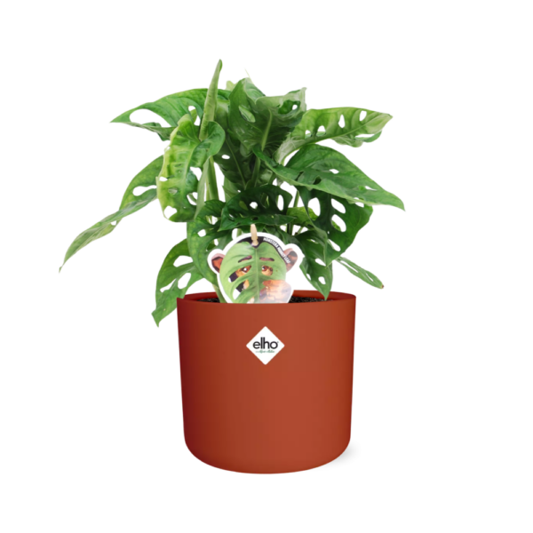 thumbnail_6000-1072.png Monstera ‘Monkey Leaf’ in ELHO bfor soft rond brique
