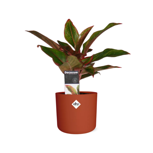 thumbnail_6000-1073.png Aglaonema Crete in ELHO bfor soft rond brique