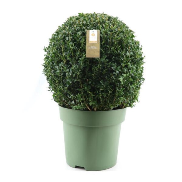 thumbnail_6000-1087.jpg Buxus Semp Ball