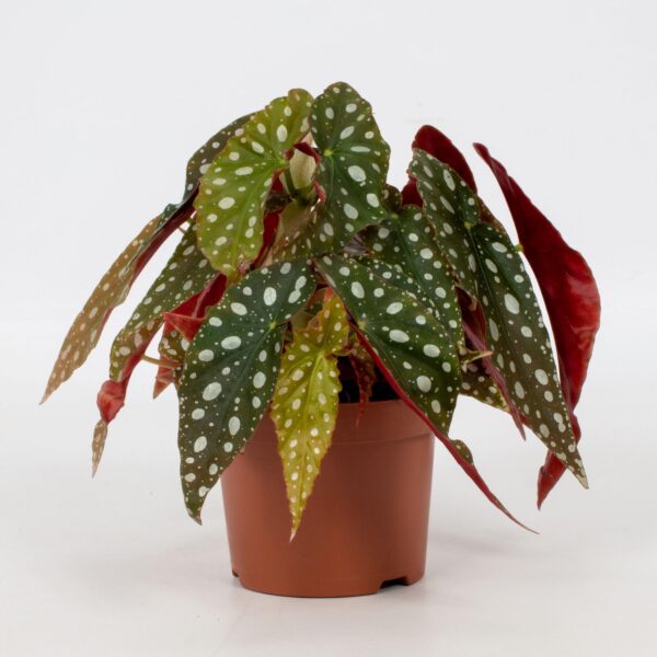 Begonia Blad Maculata 'Wightii'