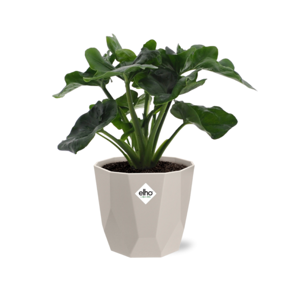 thumbnail_6000-1124.png Philodendron Atom in ELHO bfor rock warm grey