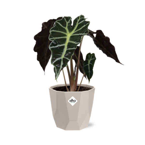 thumbnail_6000-1125.png Alocasia ‘Polly’ in ELHO bfor rock warm grey
