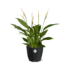Spathiphyllum 12 Cm Torelli in bfor rock living black