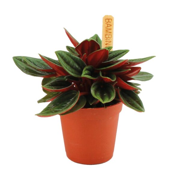 Peperomia Caperata Rosso