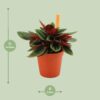 Peperomia Caperata Rosso