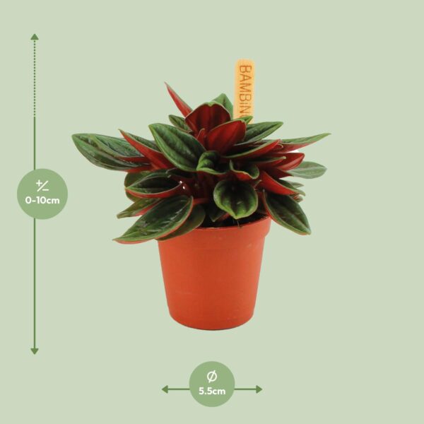 Peperomia Caperata Rosso