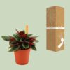 Peperomia Caperata Rosso