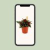 Peperomia Caperata Rosso