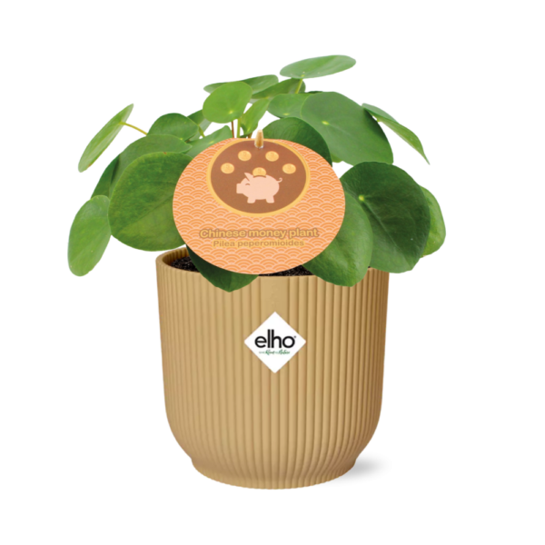 thumbnail_6000-1169.png Pilea Peperomioides 12 in ELHO Vibes Fold geel