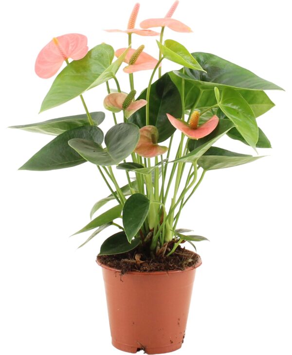 thumbnail_6000-11707.jpg Anthurium Spirit