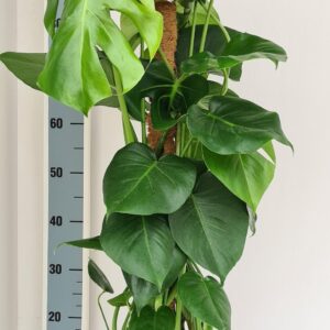 thumbnail_6000-11718.jpg Monstera Mosstok