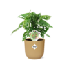 Monstera ‘Monkey Leaf’ in ELHO Vibes Fold geel