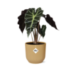 Alocasia ‘Polly’ in ELHO Vibes Fold geel