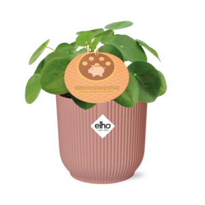thumbnail_6000-1185.png Pilea Peperomioides in ELHO Vibes Fold roze