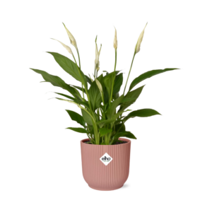 thumbnail_6000-1186.png Spathiphyllum Torelli in ELHO Vibes Fold roze