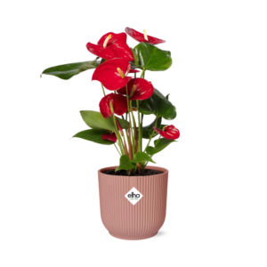 thumbnail_6000-1187.png Anthurium Red in ELHO Vibes Fold roze
