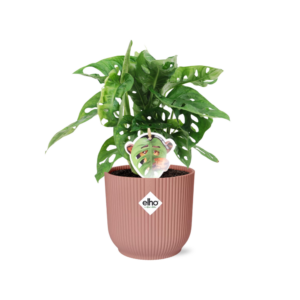 thumbnail_6000-1188.png Monstera ‘Monkey Leaf’ in ELHO Vibes Fold roze