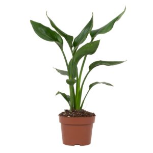 thumbnail_6000-12081.jpg Strelitzia Reginae