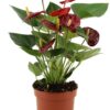 Anthurium Calon