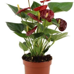 thumbnail_6000-12085.jpg Anthurium Calon
