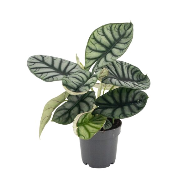 thumbnail_6000-12104.jpg Alocasia Nebula Silver