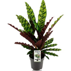 thumbnail_6000-12120.jpg Calathea Lancifolia Insignis