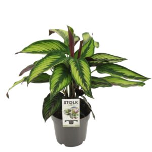 thumbnail_6000-12121.jpg Calathea Majestica Princeps