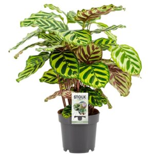 thumbnail_6000-12122.jpg Calathea Makoyana
