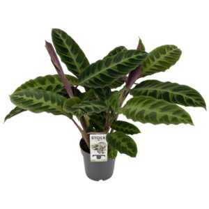 thumbnail_6000-12132.jpg Calathea Warscewiczii