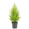 Cupressus Macrocarpa Goldcrest Wilma