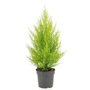 thumbnail_6000-12135.jpg Cupressus Macrocarpa Goldcrest Wilma
