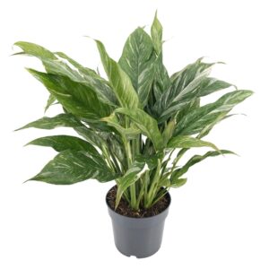 thumbnail_6000-12136.jpg Diamond Variegata