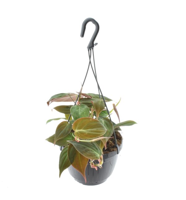 thumbnail_6000-12139.jpg Philodendron Scandens 'Micans' Hangpot