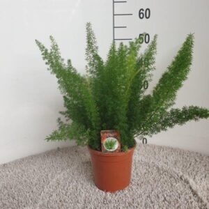 thumbnail_6000-12145.jpg Asparagus Densiflorus Meyers