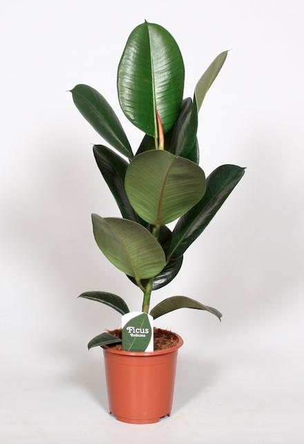 thumbnail_6000-12163.jpg Ficus Elastica Robusta