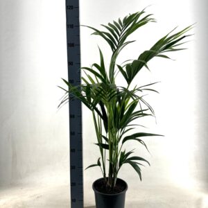 thumbnail_6000-12185.jpg Kentia Palm - Howea Forsteriana