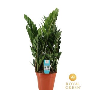 thumbnail_6000-12190.jpg Zamioculcas